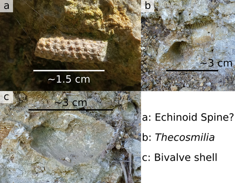 Various fossils present at Rock Edge, including echinoid spines, corals, and bivalves