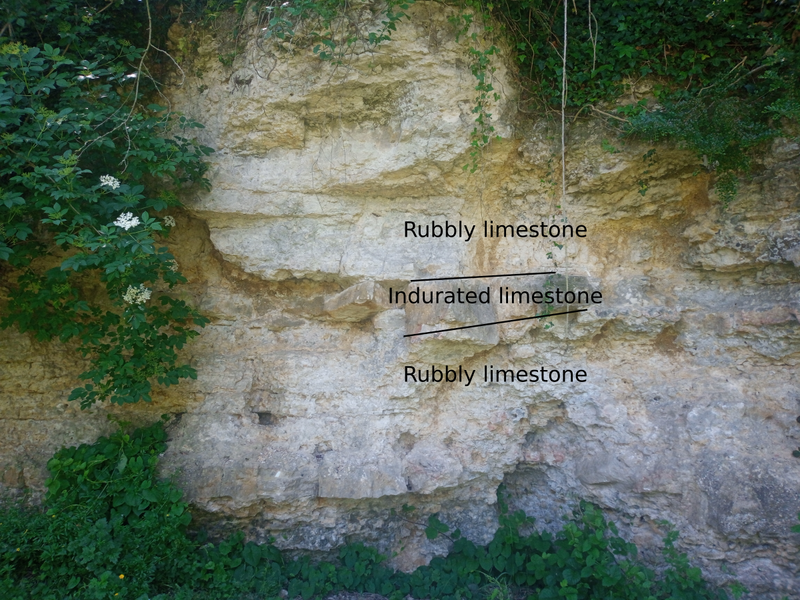 Interbed of indurated limestone between rubbly limestones