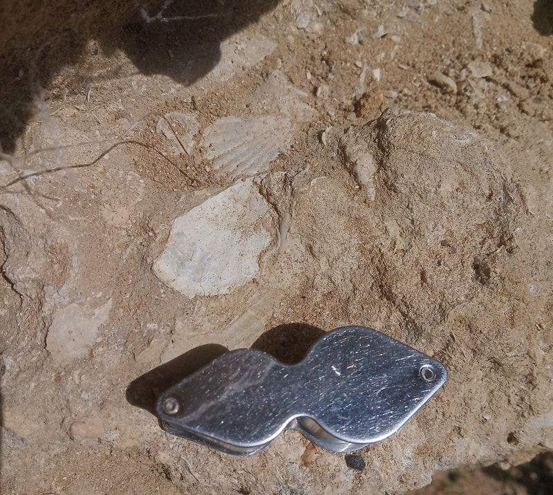 Two bivalve fossils next to each other