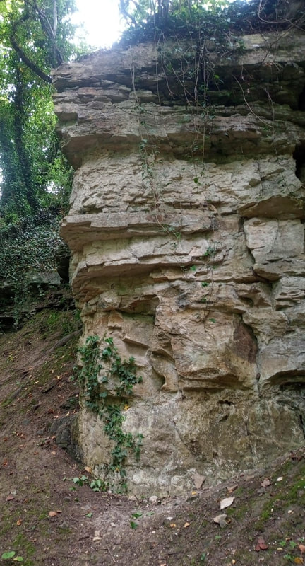 White Limestone Formation outcropping at Area 2 in the woods